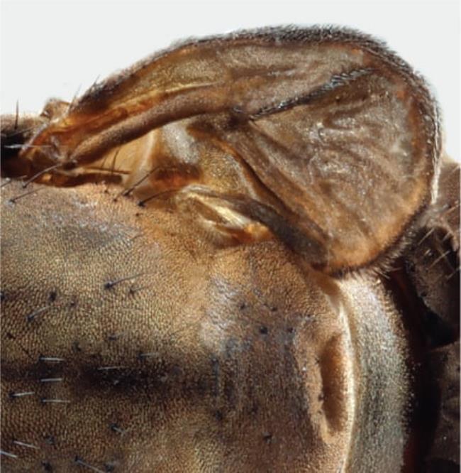 Closeup of a stunted wing of the female Atherimorpha latipennis