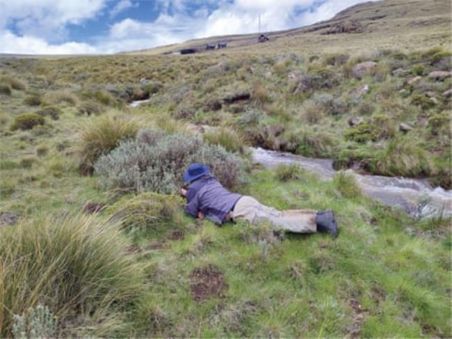 A man wearing a broad-brimmed hat lies on the ground inspecting a shrub next to a stream in a rural area