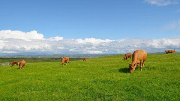 Teagasc beef open day to take place in June