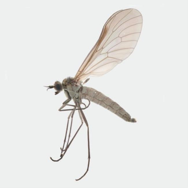 Male specimen of Atherimorpha latipennis which, in co<em></em>ntrast to the female, has large veined wings